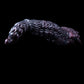Dark Long Worm Male Masturbator
